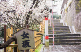湯島天満宮へ向かう女坂に、満開の桜が咲いている